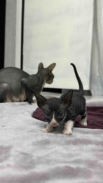 Котенок канадский сфинкс