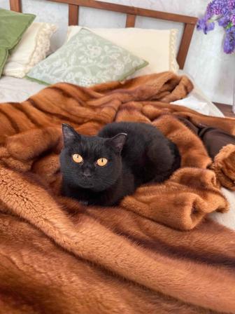 Черная кошечка, стерилизована