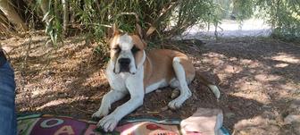 Стаффорд ищет невесту