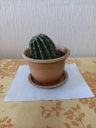 Кактус продам