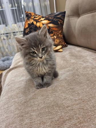 Котенок-мальчик в добрые руки