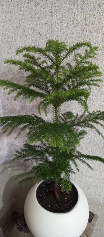 Чилийская сосна! Арукария