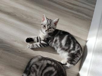 Скоттиш фолд 
Шотландский