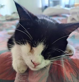 Потерялся кот