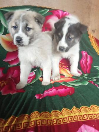 Щенки-кобельки ищут дом!