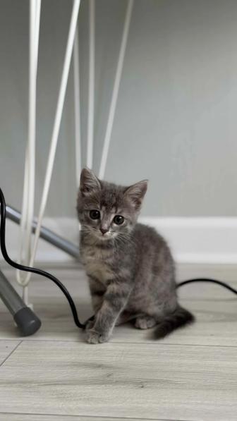 Отдам котенка в добрые руки