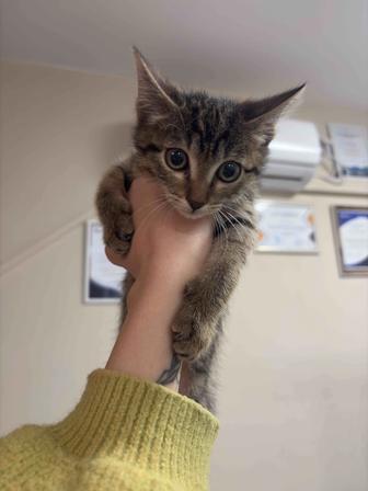 Котенок бесплатно