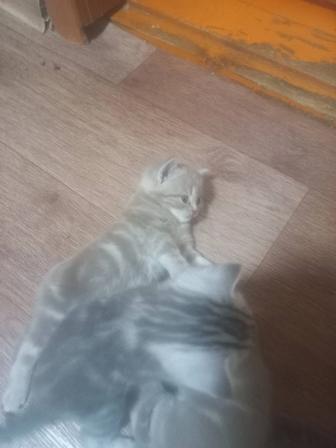 Шатланские вислоухие котята