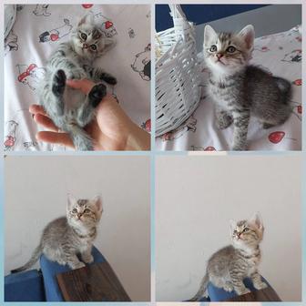 Котята шатланцы мальчик и девочка