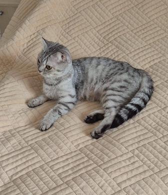 Породистая кошка в добрые руки