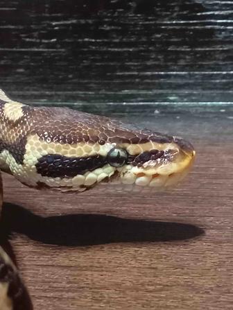 Королевский питон 
Морфа Fire Pastel