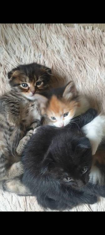 Отдам котят хорошим людям