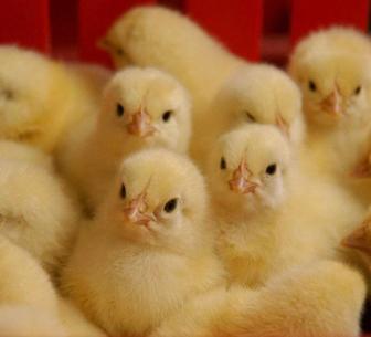 Цыплята бройлер