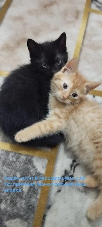 Отдам котят в хорошие руки