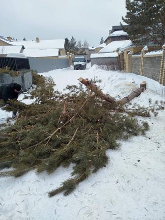 Спилю деревья Астана!