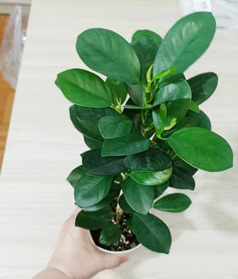 Фикус Мокламе Миллионерша денежное дерево подарок комнатные цветы