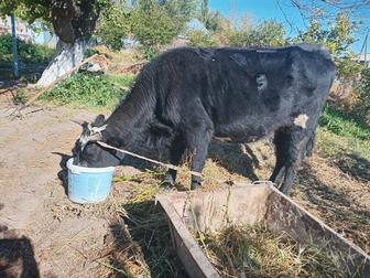 Продажа крупно рогатого скота