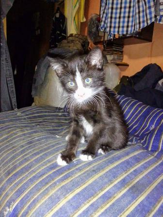 Отдам котенка кот