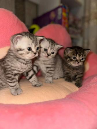 Продам котиков Британцы
