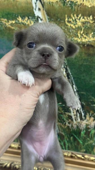 Чихуахуа лилового окраса