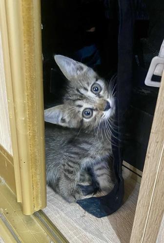 Отдам котенка мальчик, 1 мес