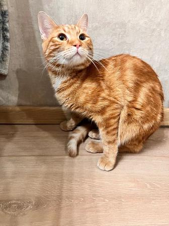 Отдам кота в добрые руки