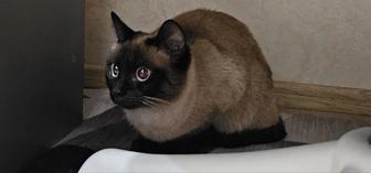 Нашли потерянную кошку сиамскую