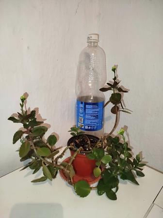 Каланхоэ цветущий и другие цветы