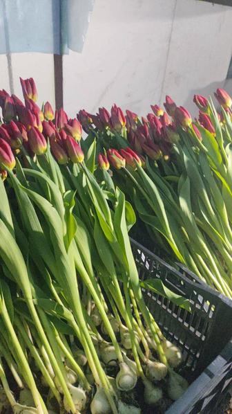Продам тюльпаны оптом
