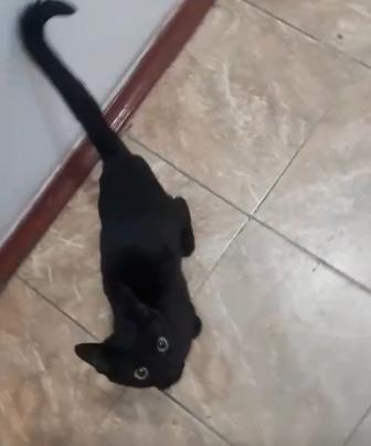 Отдам котенка в добрые руки