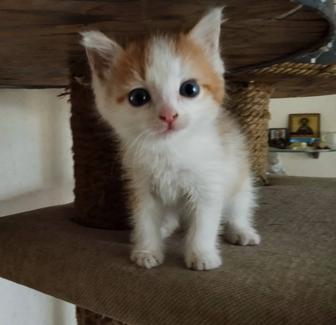 Котята