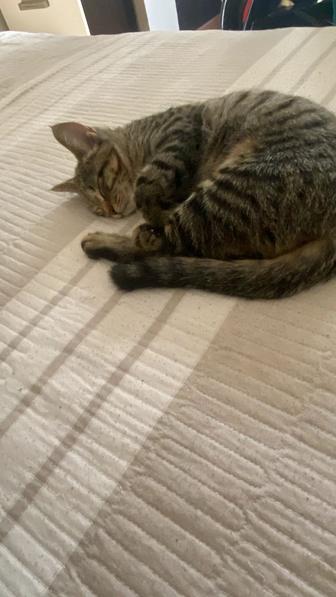 Кошка