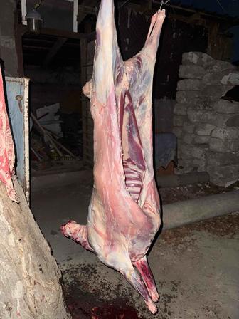 Барашки Алматы доставка