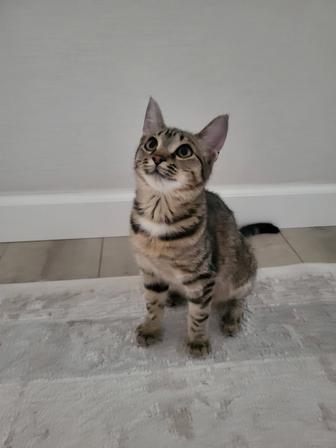 Котенок