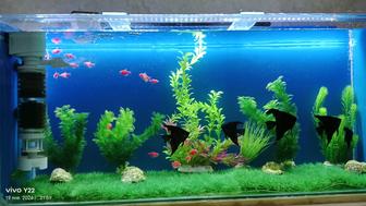 Аквариум сатылады срочна