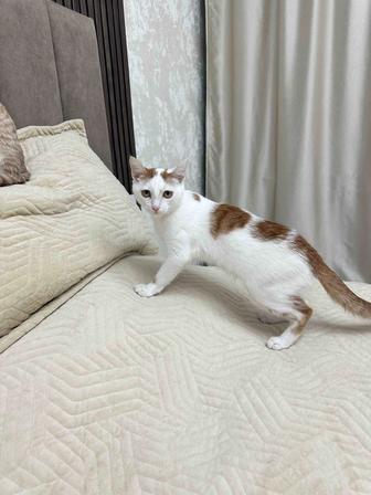 Безумно милый ручной котик ищет дом