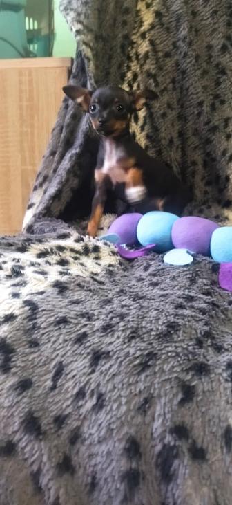 Щенок мини той терьера