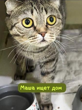 Кошка