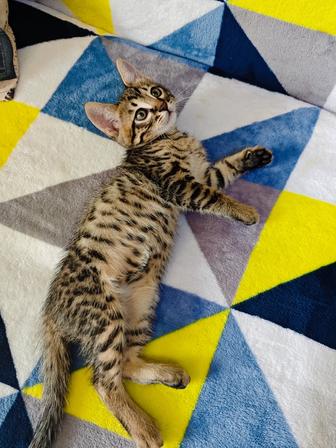 Бенгальские котята
