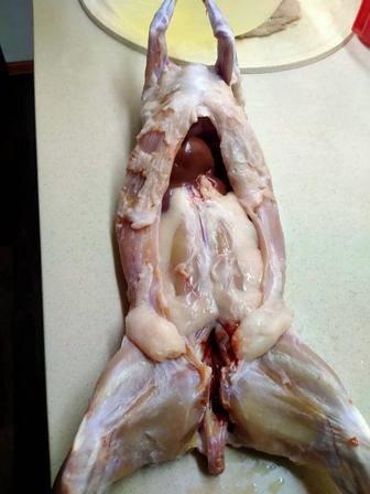 Продам мясо кролика.