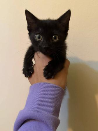 Котенок 4 месяцев
