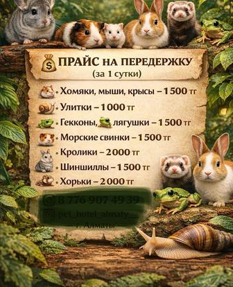 Передержка животных