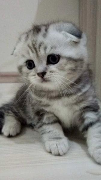 Котята скоттиш фолд и страйт