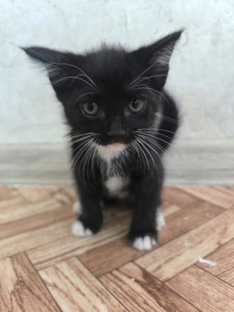 Отдам котят в хорошие руки