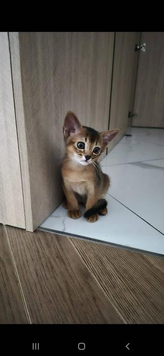 Абиссинский котенок