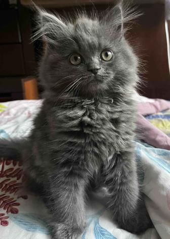 Продам котенка скотиш страйт, длиношерстный