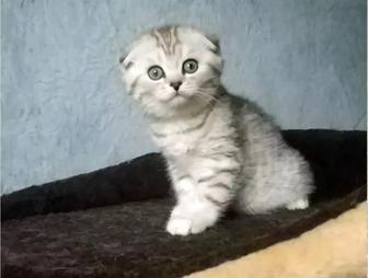 Шотландские вислошки и прямоушки