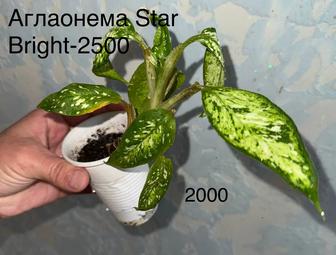 Аглаонема Star
Bright