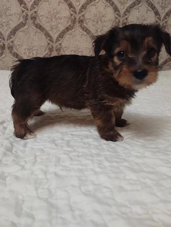 Отдам малышей йорка