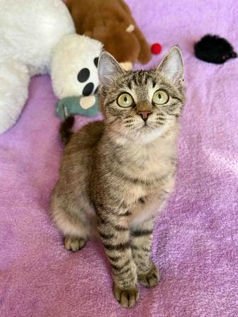 Котенок в добрые руки